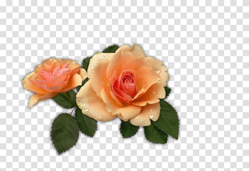 Rose 960, Flower, Plant, Blossom, Petal Transparent Png