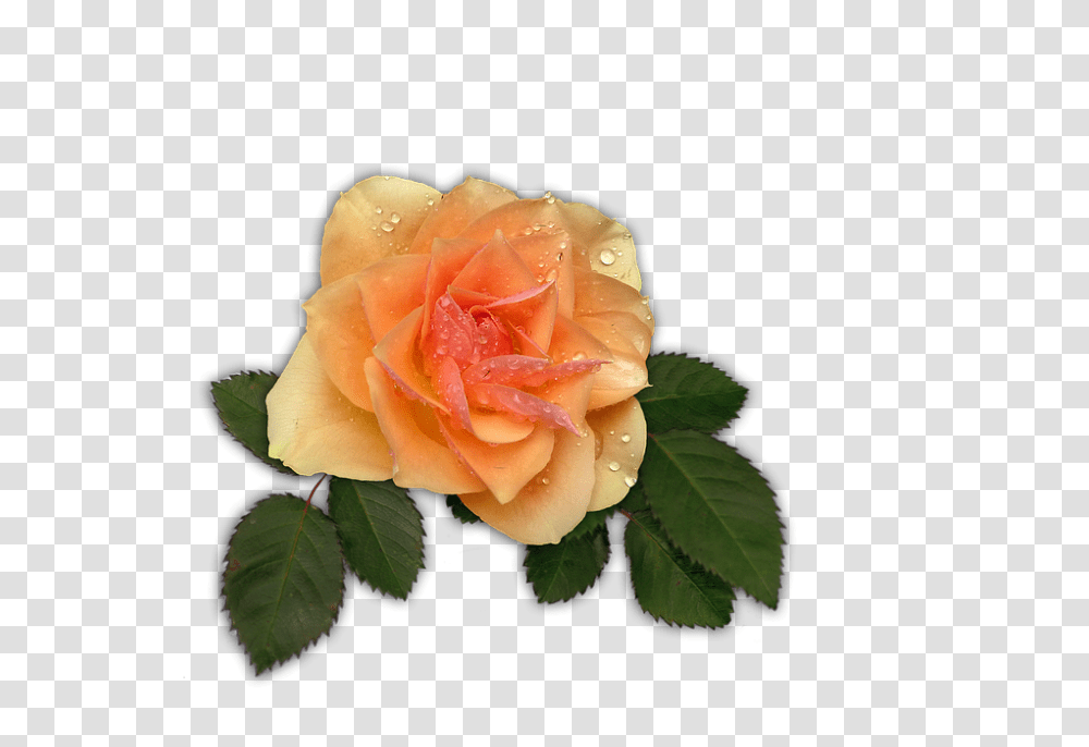 Rose 960, Flower, Plant, Blossom, Petal Transparent Png