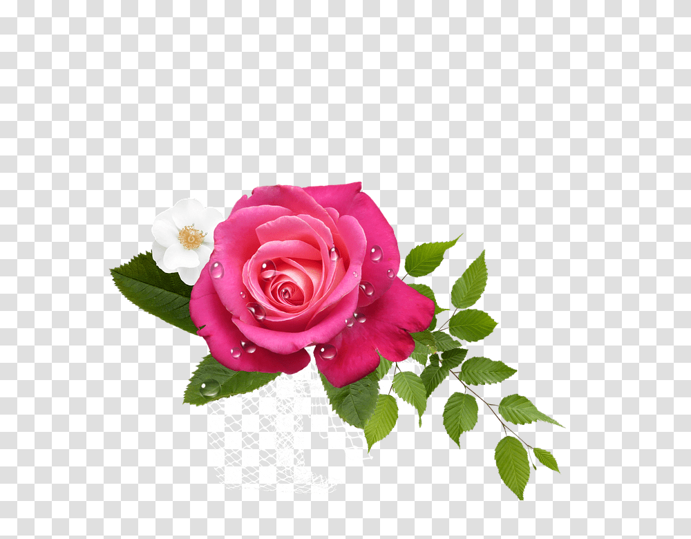 Rose 960, Flower, Plant, Blossom, Petal Transparent Png