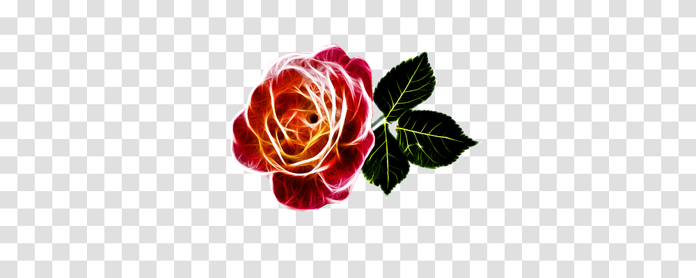 Rose Emotion, Ornament, Pattern, Flower Transparent Png