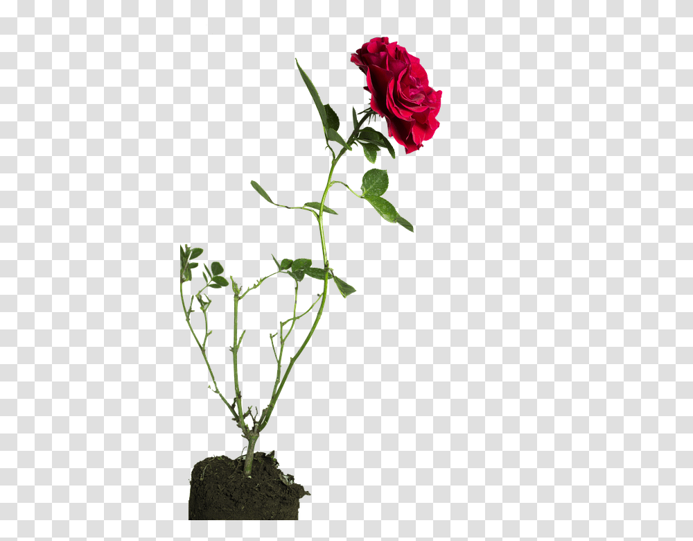 Rose 960, Flower, Plant, Blossom, Acanthaceae Transparent Png