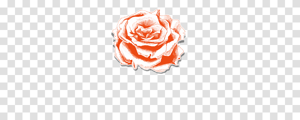 Rose Nature, Plant, Flower, Carnation Transparent Png