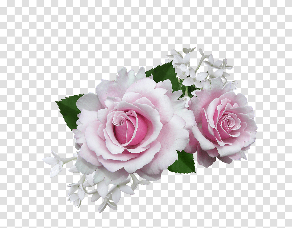 Rose 960, Flower, Plant, Blossom, Flower Arrangement Transparent Png