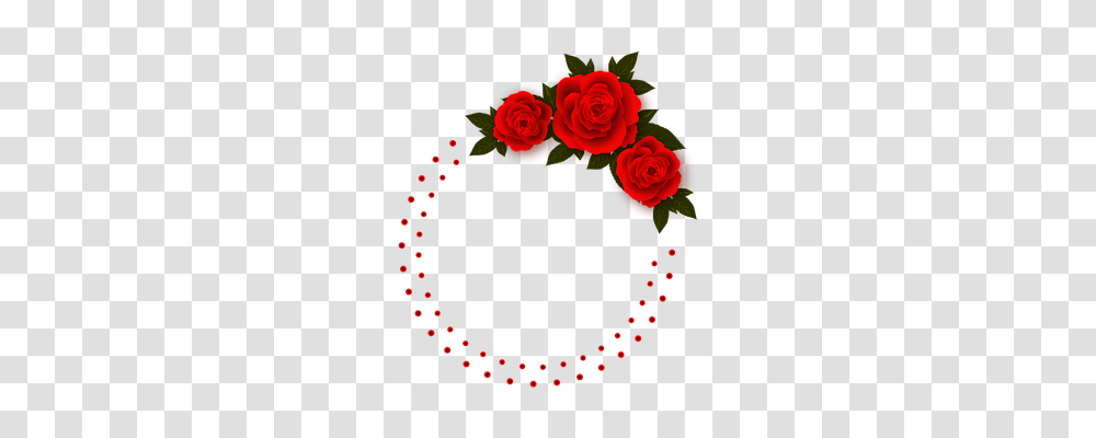 Rose Holiday, Flower, Plant, Blossom Transparent Png