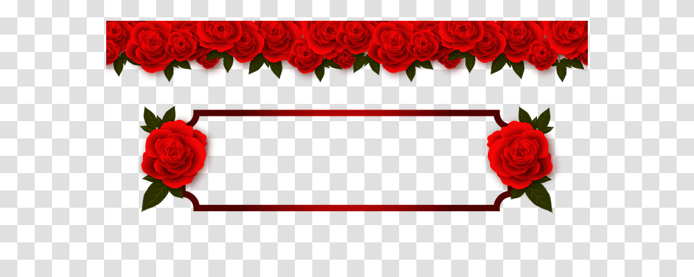 Rose Holiday, Flower, Plant, Stage Transparent Png