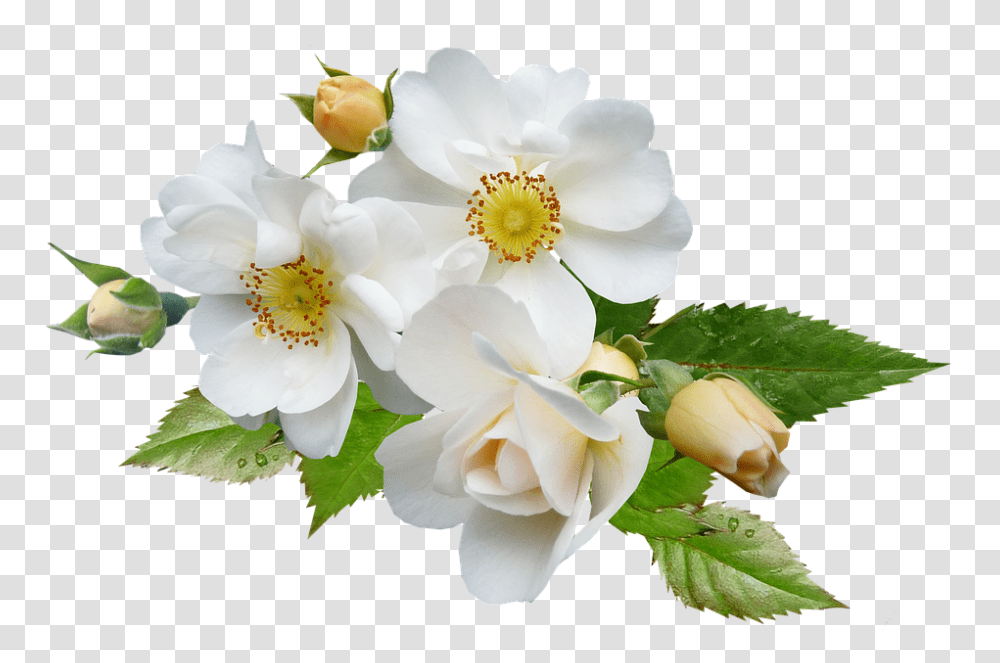 Rose 960, Flower, Plant, Blossom, Flower Arrangement Transparent Png