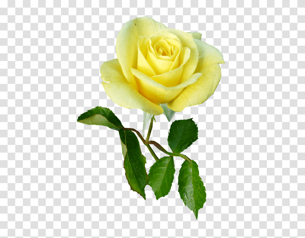 Rose 960, Flower, Plant, Blossom, Petal Transparent Png