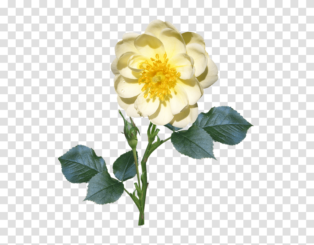 Rose 960, Flower, Plant, Blossom, Acanthaceae Transparent Png