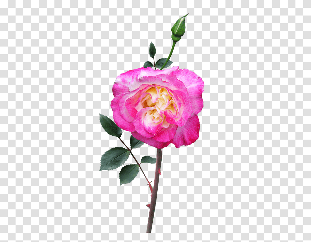 Rose 960, Flower, Plant, Blossom, Geranium Transparent Png