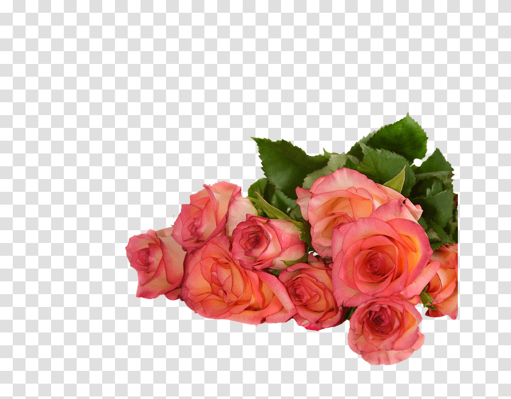 Rose 960, Flower, Plant, Blossom, Flower Bouquet Transparent Png