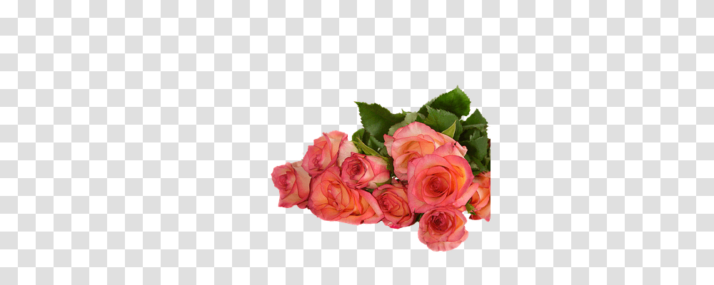 Rose Nature, Plant, Flower Bouquet, Flower Arrangement Transparent Png