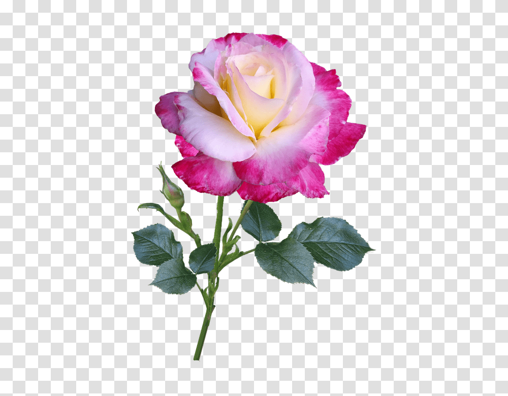 Rose 960, Flower, Plant, Blossom, Petal Transparent Png