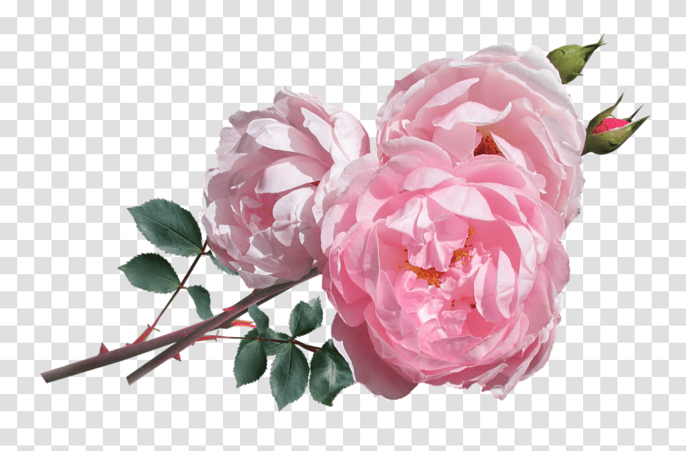 Rose 960, Flower, Plant, Peony, Blossom Transparent Png