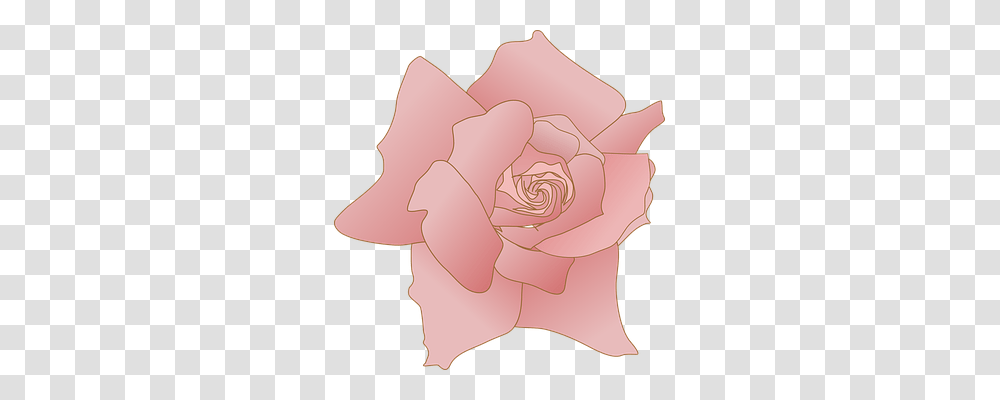 Rose Nature, Flower, Plant, Blossom Transparent Png