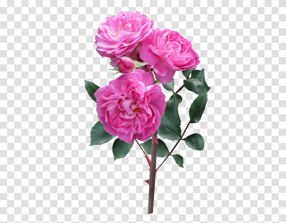 Rose 960, Flower, Plant, Blossom, Geranium Transparent Png