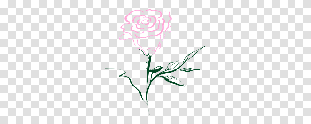 Rose Emotion, Plant, Flower, Blossom Transparent Png