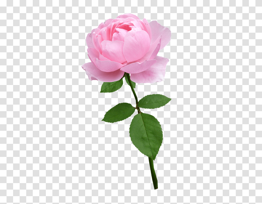 Rose 960, Flower, Plant, Blossom, Petal Transparent Png