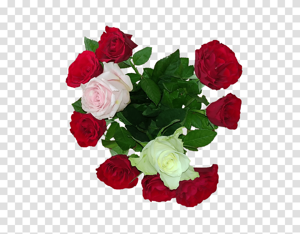 Rose 960, Flower, Plant, Blossom, Flower Bouquet Transparent Png