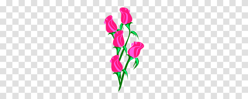 Rose Emotion, Plant, Flower, Blossom Transparent Png