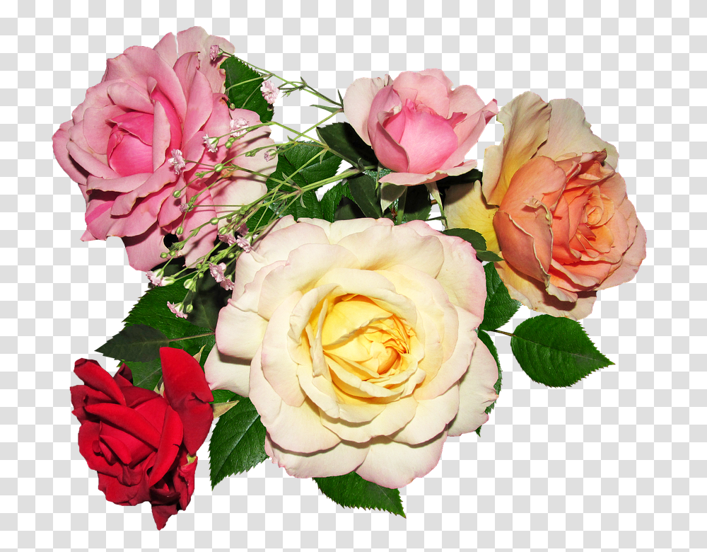 Rose 960, Flower, Plant, Blossom, Flower Arrangement Transparent Png