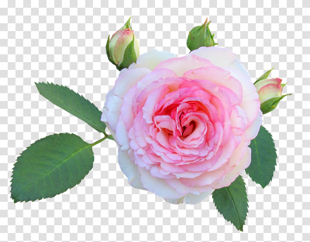 Rose 960, Flower, Plant, Blossom, Petal Transparent Png