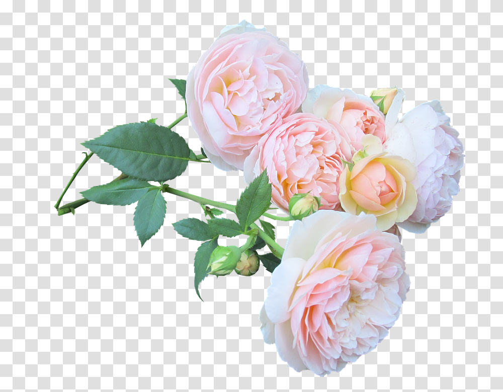 Rose 960, Flower, Plant, Blossom, Petal Transparent Png