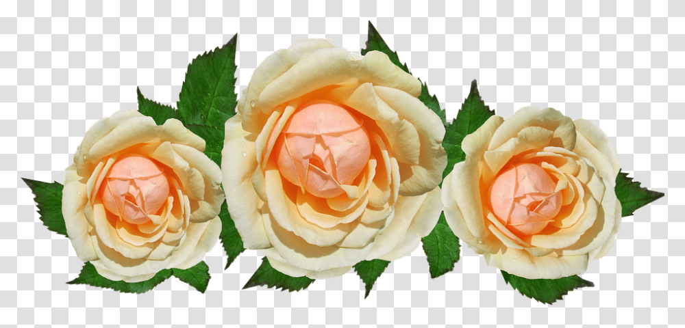 Rose 960, Flower, Plant, Blossom, Petal Transparent Png