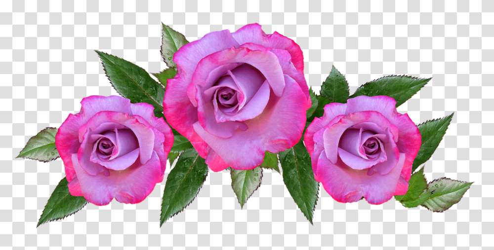 Rose 960, Flower, Plant, Blossom, Petal Transparent Png