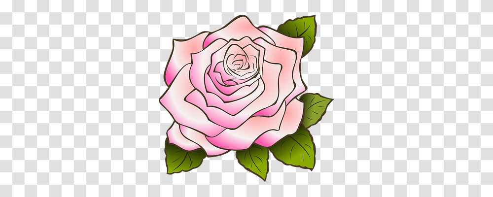 Rose Emotion, Flower, Plant, Blossom Transparent Png