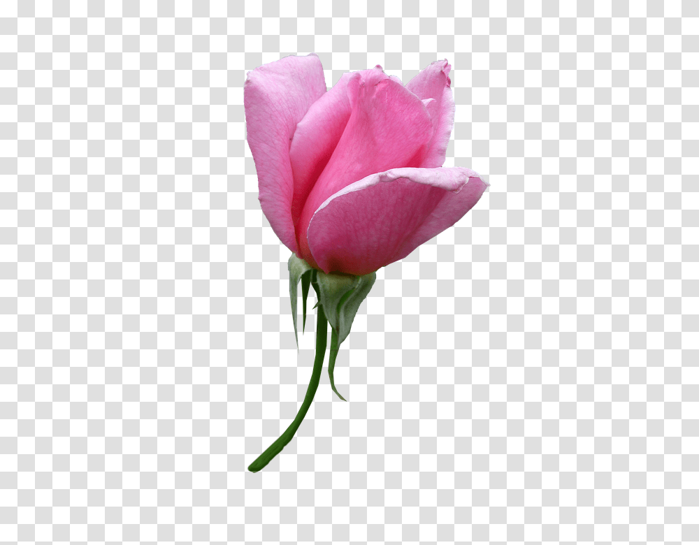 Rose 960, Flower, Plant, Blossom, Petal Transparent Png