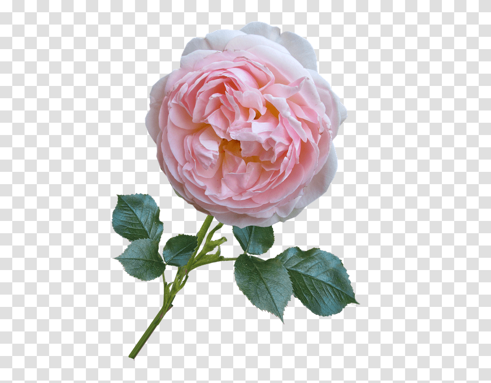 Rose 960, Flower, Plant, Blossom, Petal Transparent Png