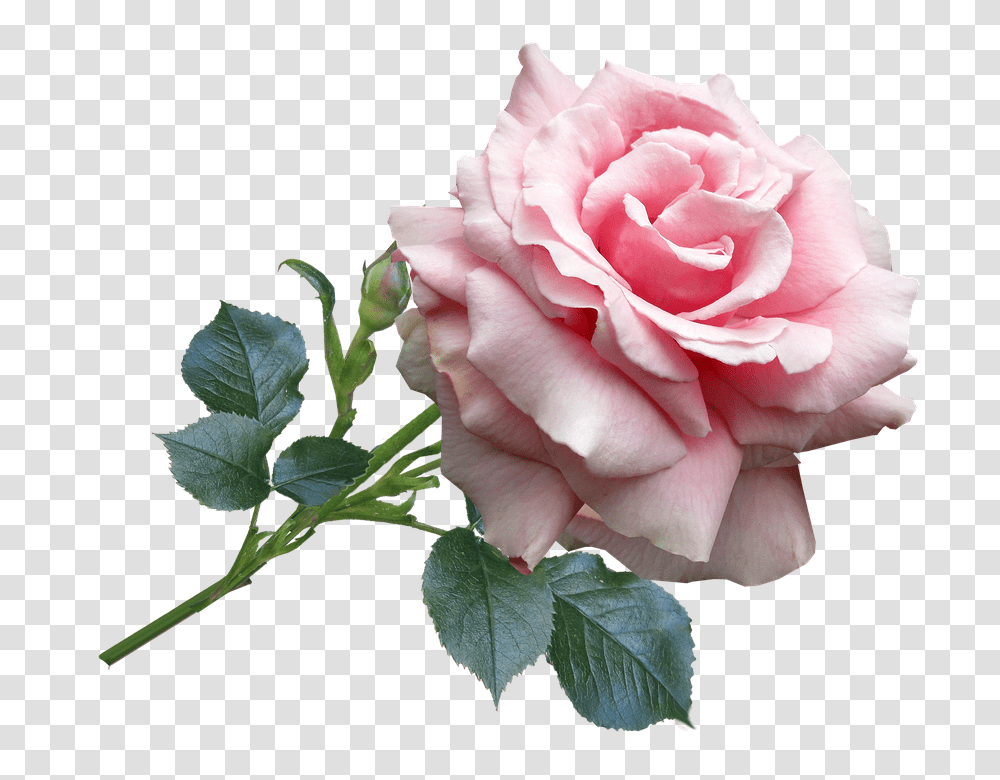 Rose 960, Flower, Plant, Blossom, Geranium Transparent Png