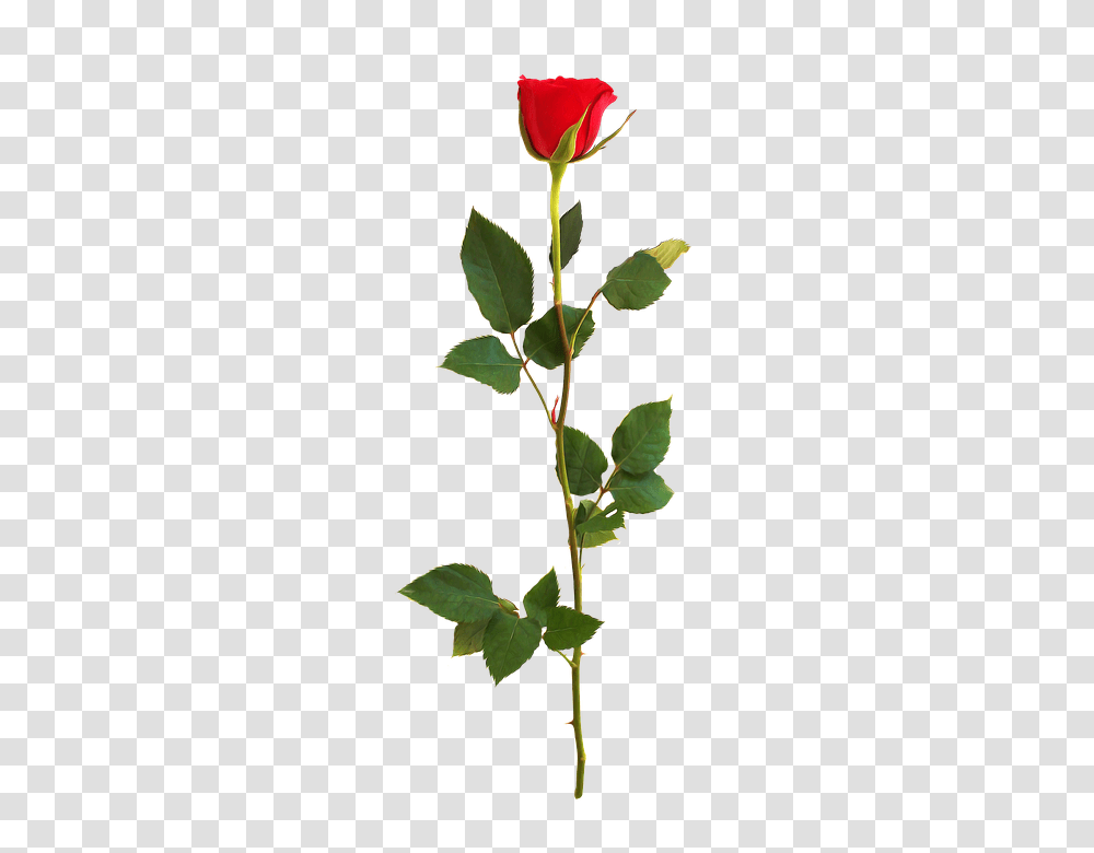 Rose 960, Flower, Leaf, Plant, Veins Transparent Png