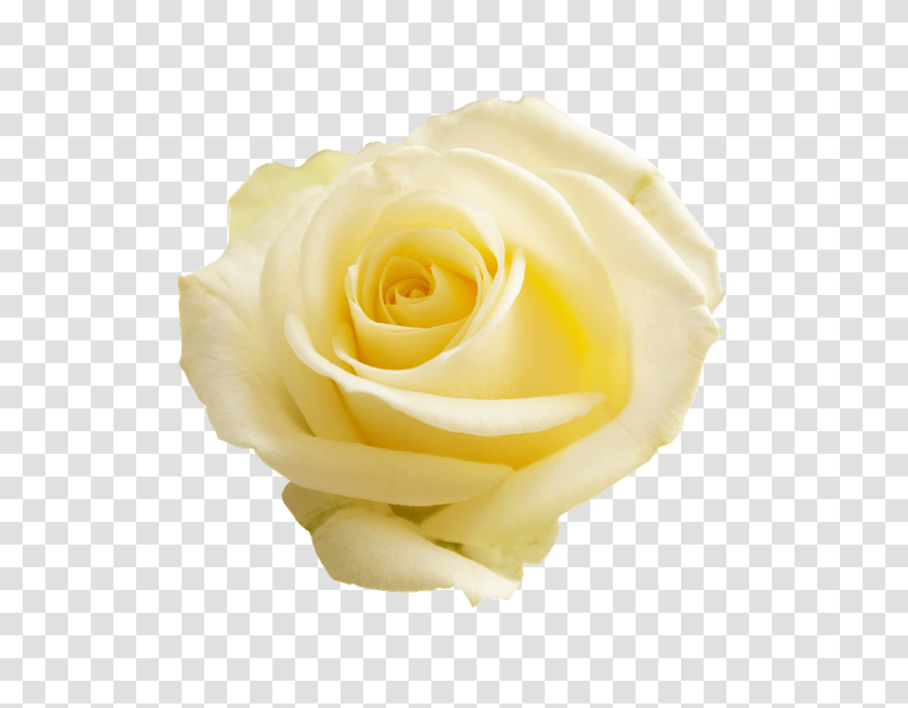 Rose 960, Flower, Plant, Blossom, Petal Transparent Png