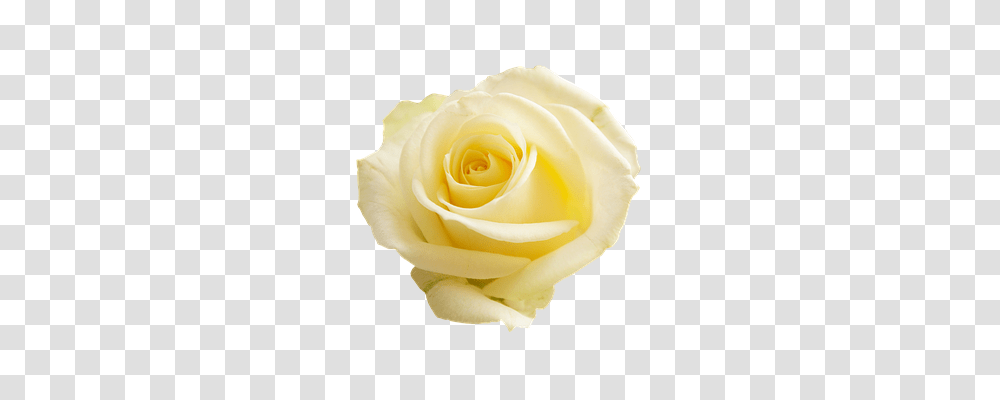 Rose Flower, Plant, Blossom, Petal Transparent Png