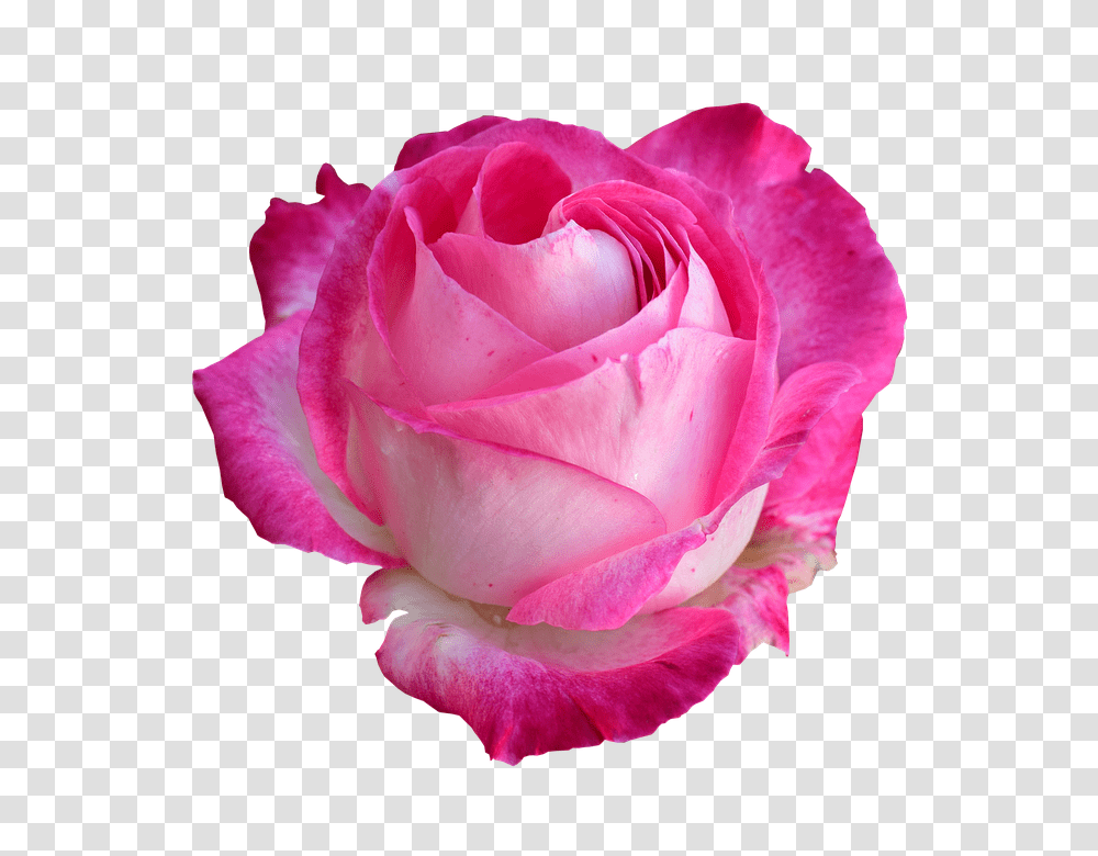 Rose 960, Flower, Plant, Blossom, Petal Transparent Png