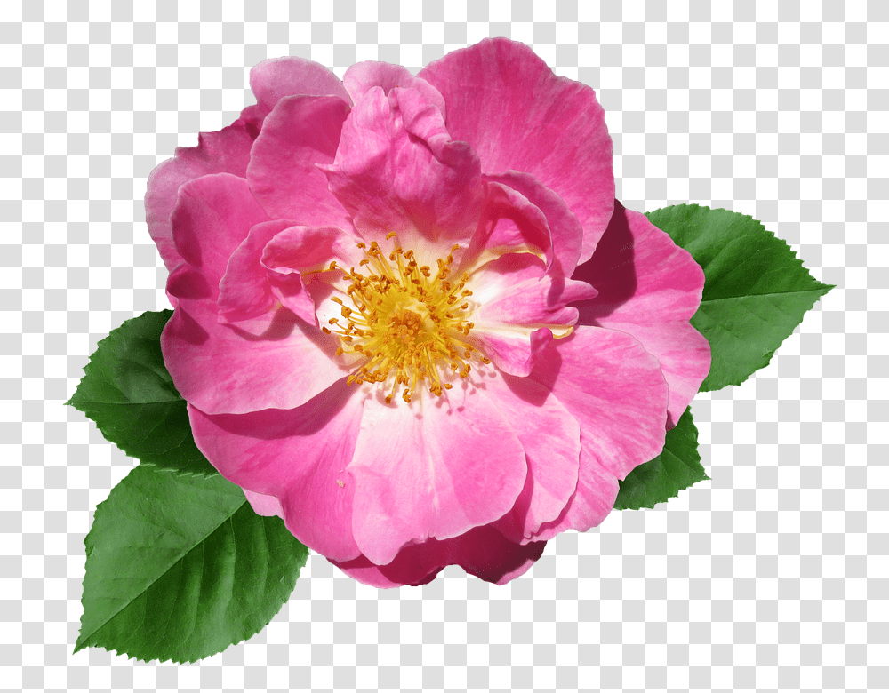 Rose 960, Flower, Plant, Blossom, Pollen Transparent Png