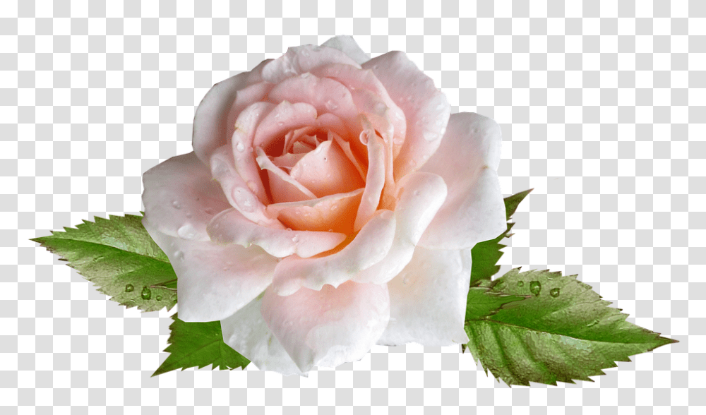 Rose 960, Flower, Plant, Blossom, Petal Transparent Png