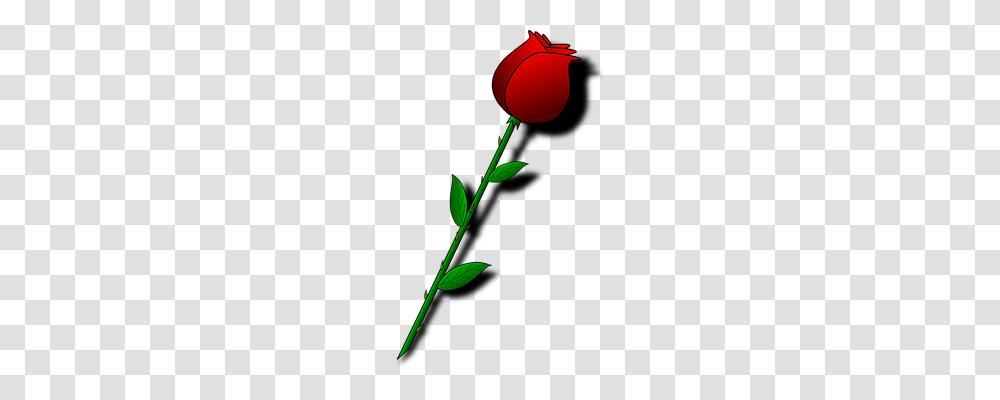 Rose Emotion, Plant, Flower, Blossom Transparent Png