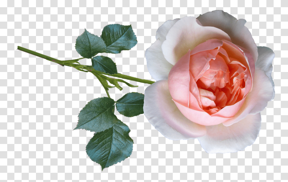 Rose 960, Flower, Plant, Blossom, Petal Transparent Png