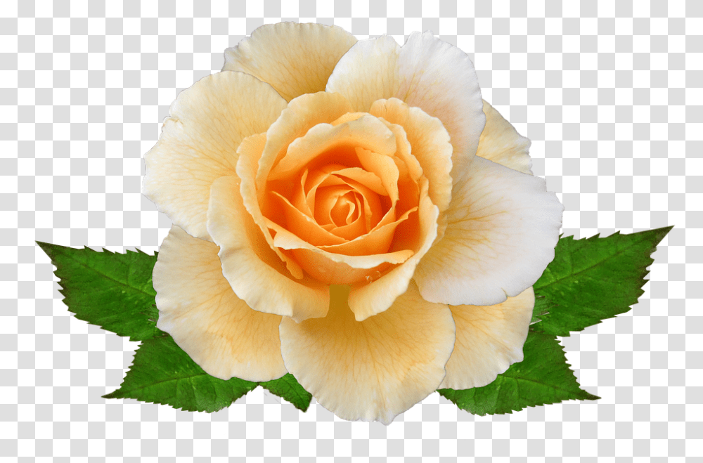 Rose 960, Flower, Plant, Blossom, Petal Transparent Png