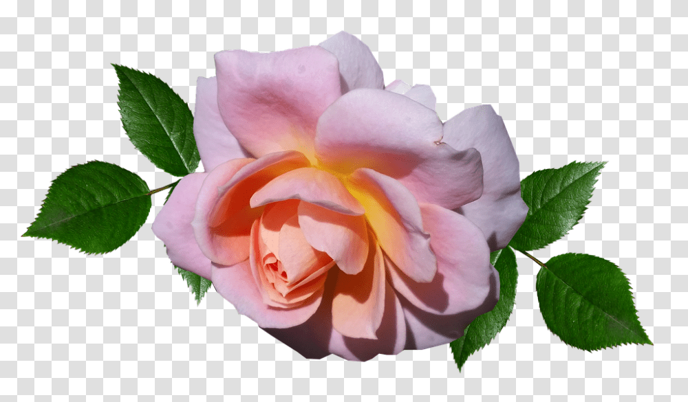 Rose 960, Flower, Plant, Blossom, Petal Transparent Png