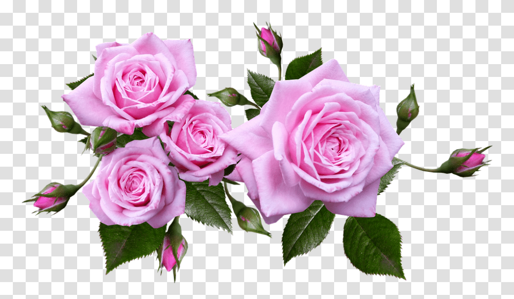 Rose 960, Flower, Plant, Blossom, Flower Bouquet Transparent Png