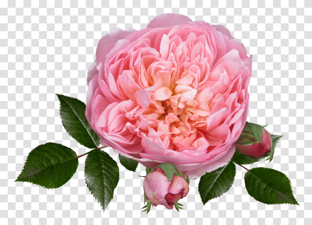 Rose 960, Flower, Plant, Blossom, Peony Transparent Png