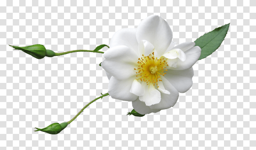 Rose 960, Flower, Plant, Blossom, Pollen Transparent Png