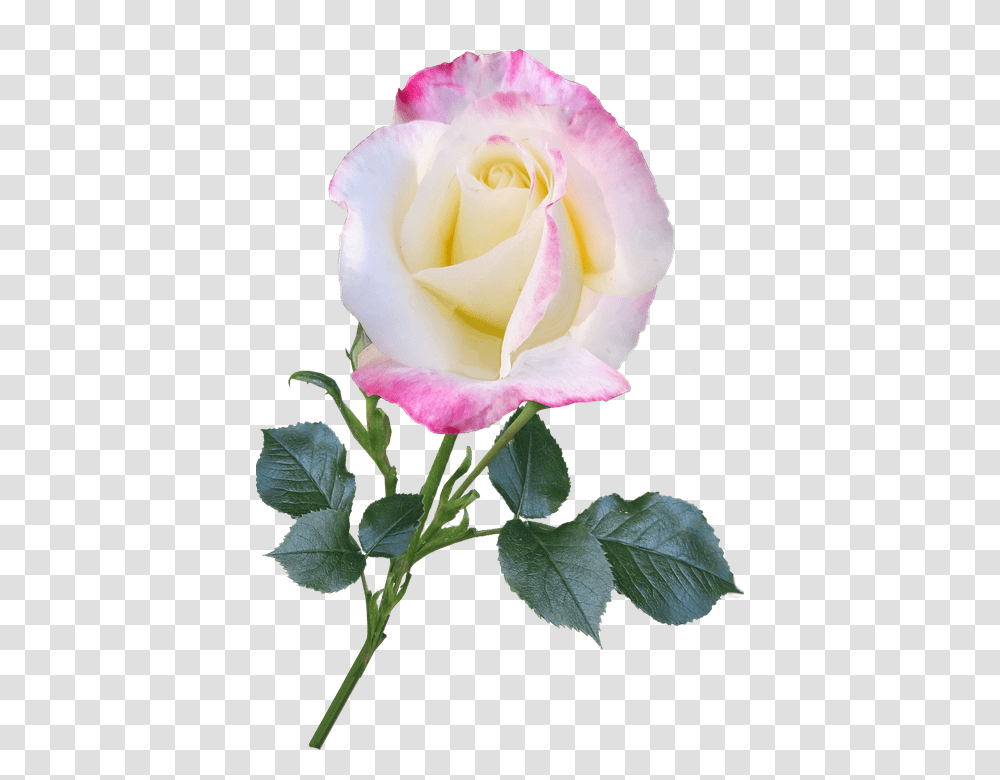 Rose 960, Flower, Plant, Blossom, Acanthaceae Transparent Png