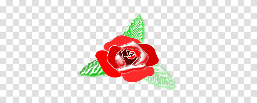 Rose Plant, Flower, Blossom, Petal Transparent Png