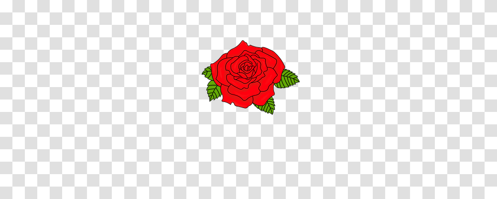 Rose Nature, Plant, Flower, Blossom Transparent Png
