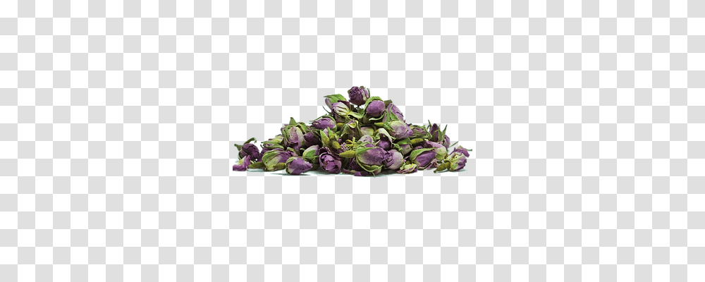 Rose Nature, Plant, Flower, Lavender Transparent Png