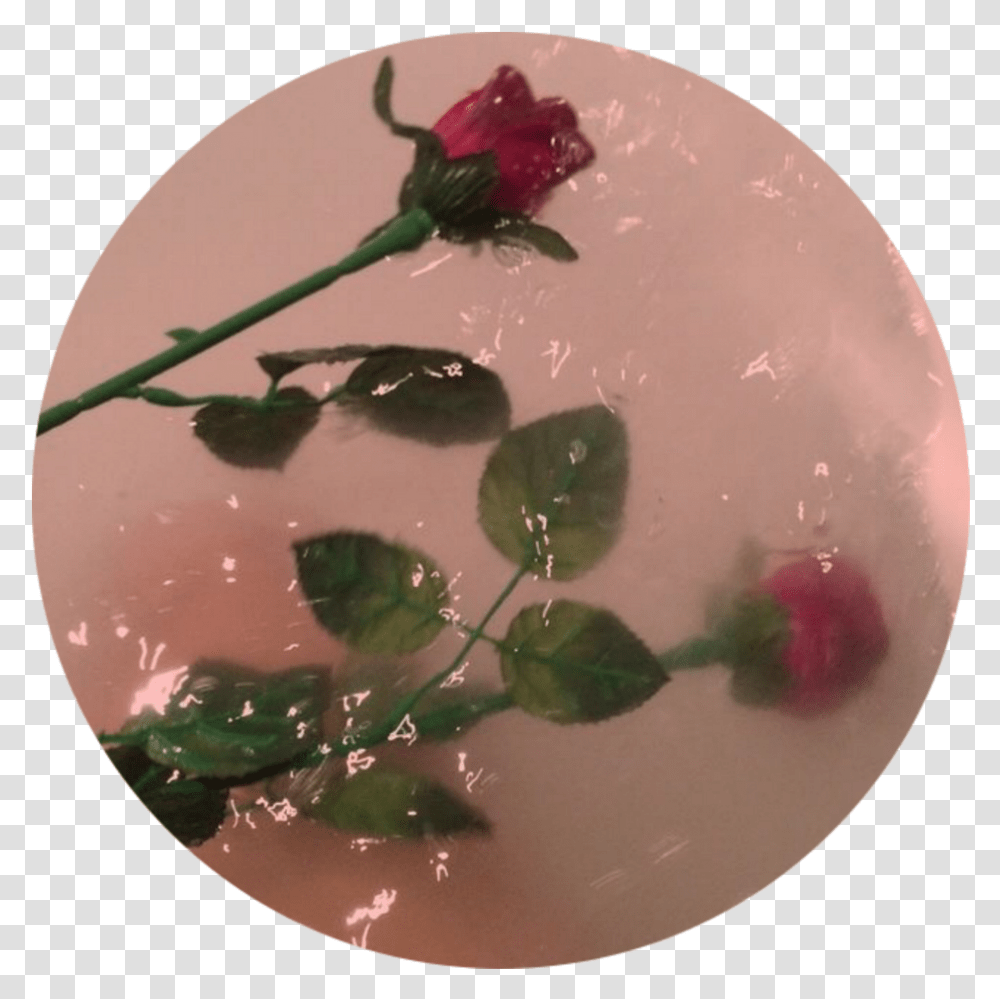 Rose Aesthetic And Flowers Image Aesthetic Flowers In Water, Plant, Blossom, Petal, Pottery Transparent Png